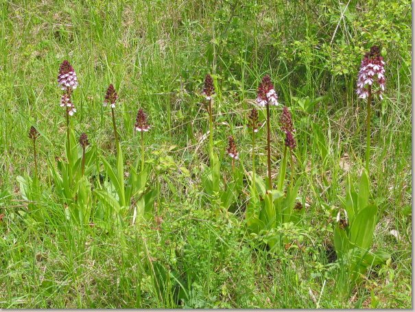 orchis_purpurea.jpg