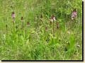 orchis_purpurea.jpg